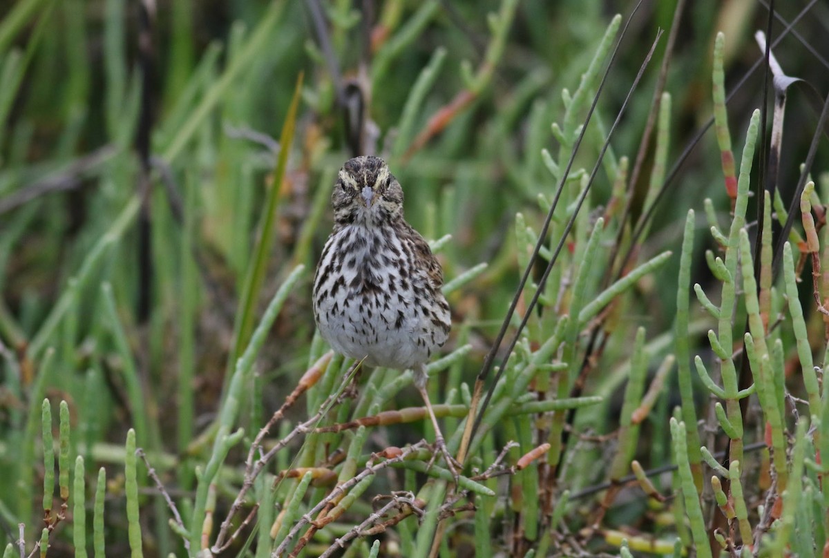 Savannah Sparrow (Belding's) - ML617470257