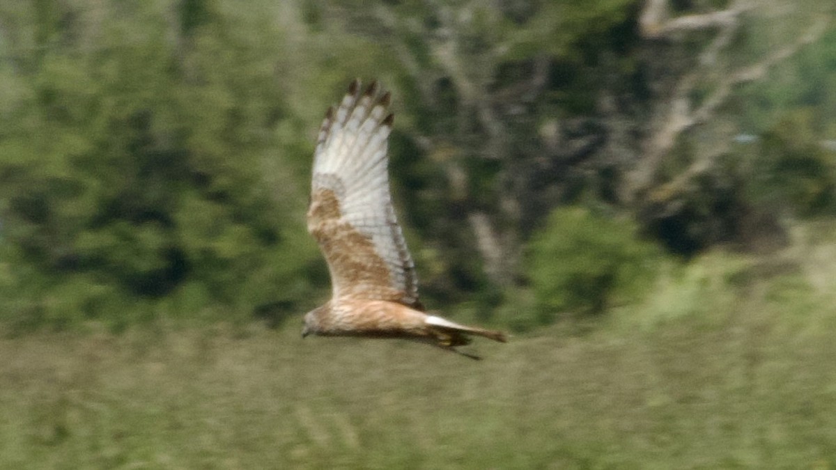 Swamp Harrier - ML617470260