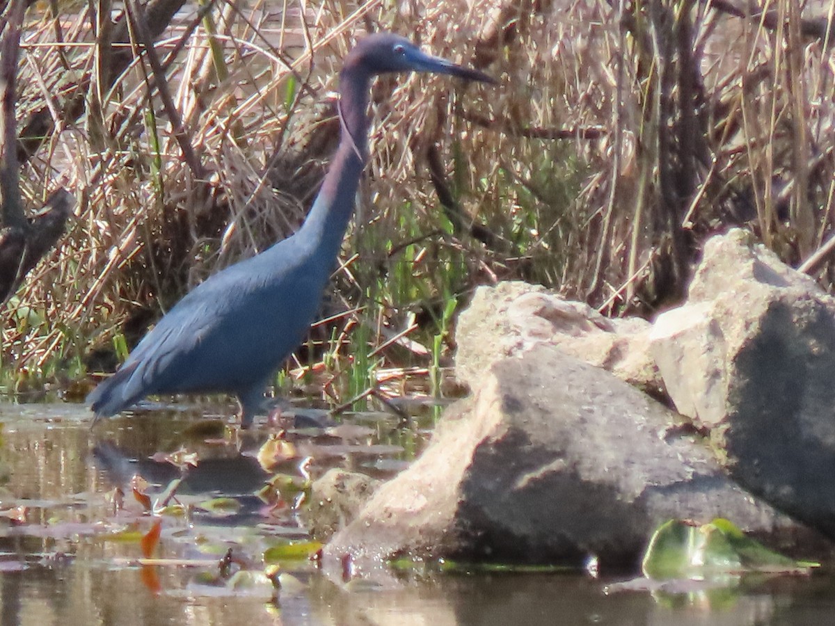 Little Blue Heron - ML617470261