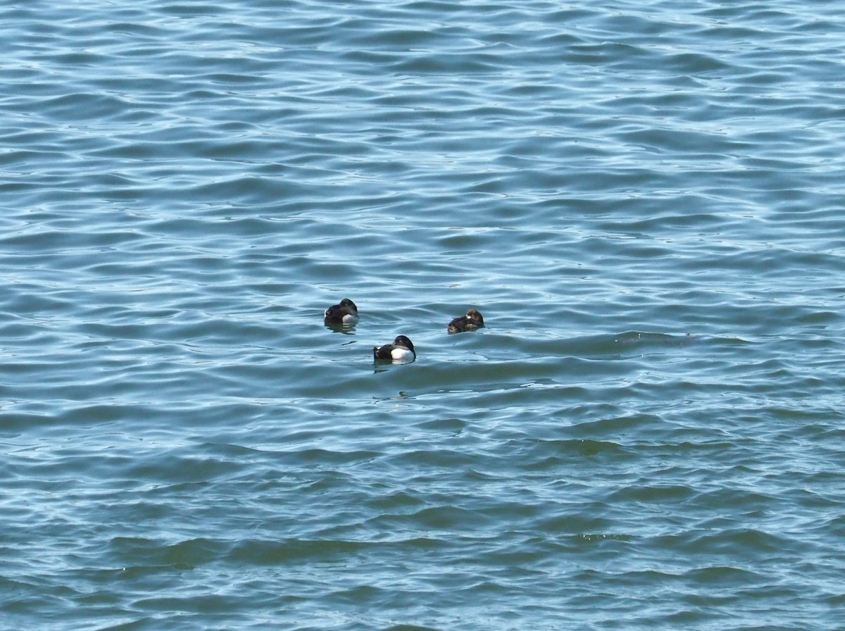 Greater Scaup - ML617470281
