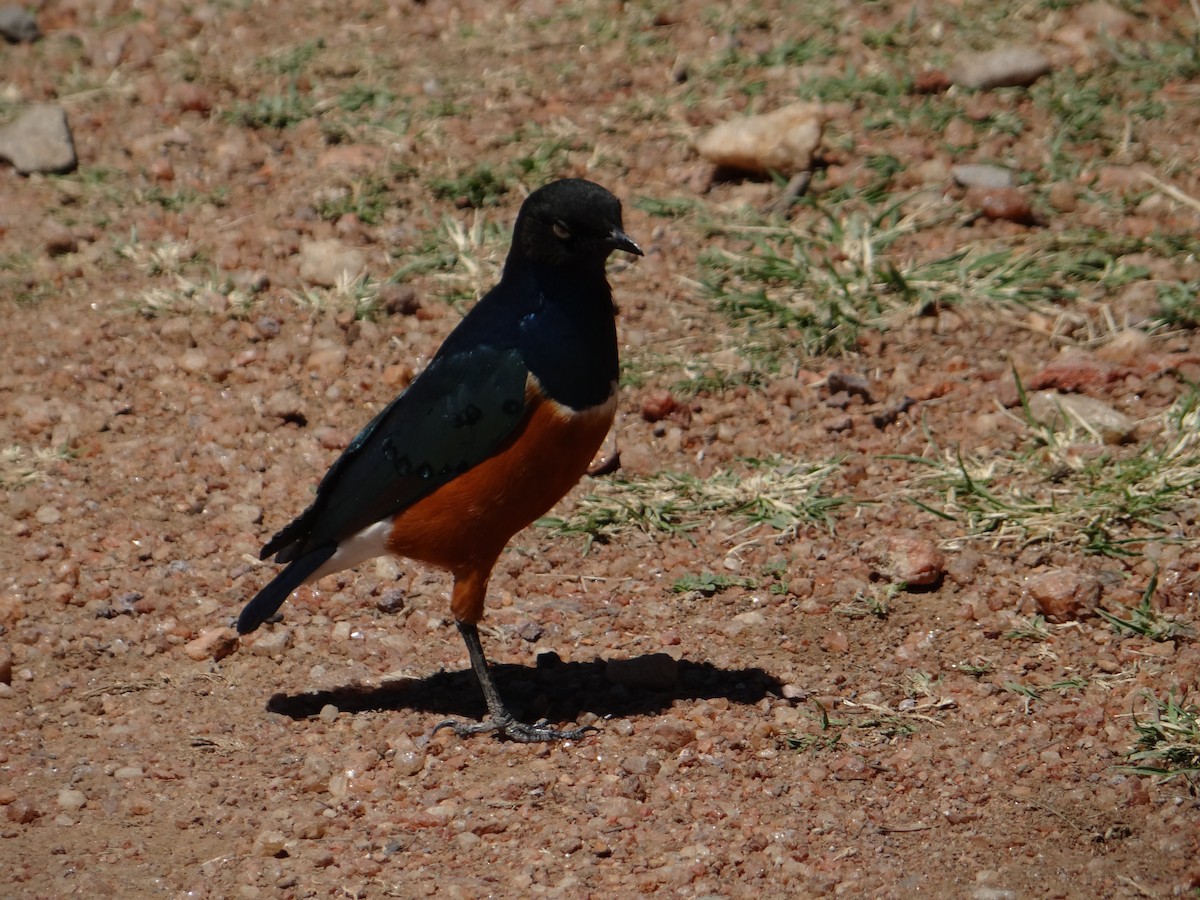 Superb Starling - ML617470300