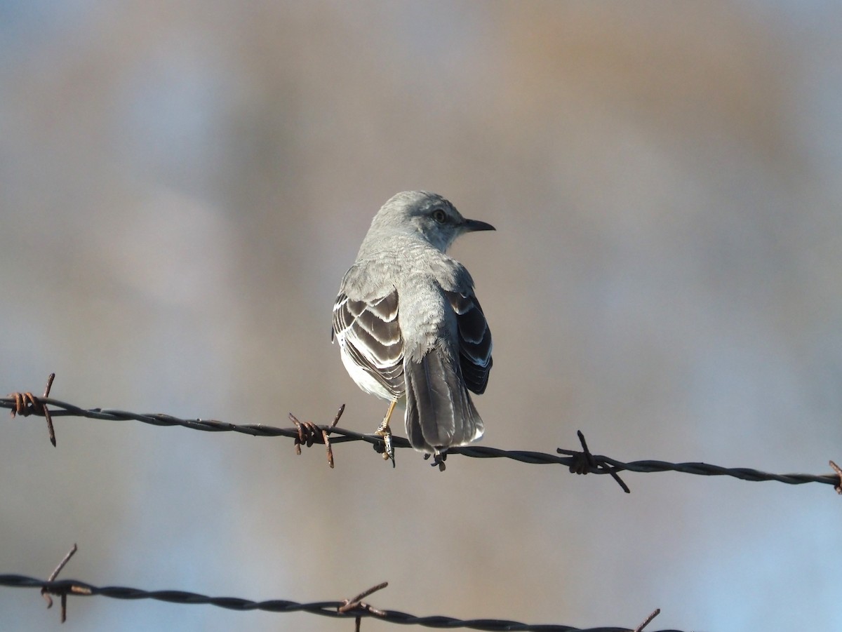 Northern Mockingbird - ML617470304