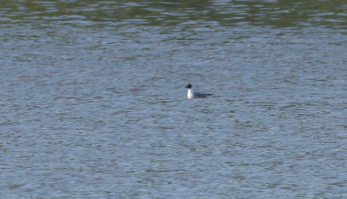 Bonaparte's Gull - Sujata roy