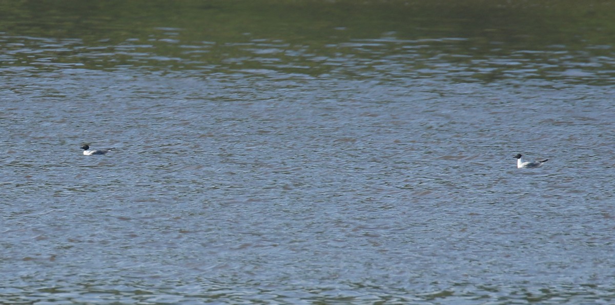 Bonaparte's Gull - ML617470307