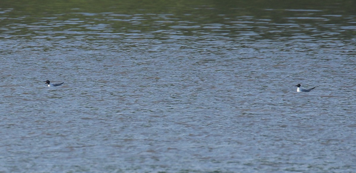 Bonaparte's Gull - ML617470308