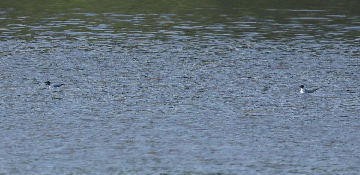 Bonaparte's Gull - ML617470308