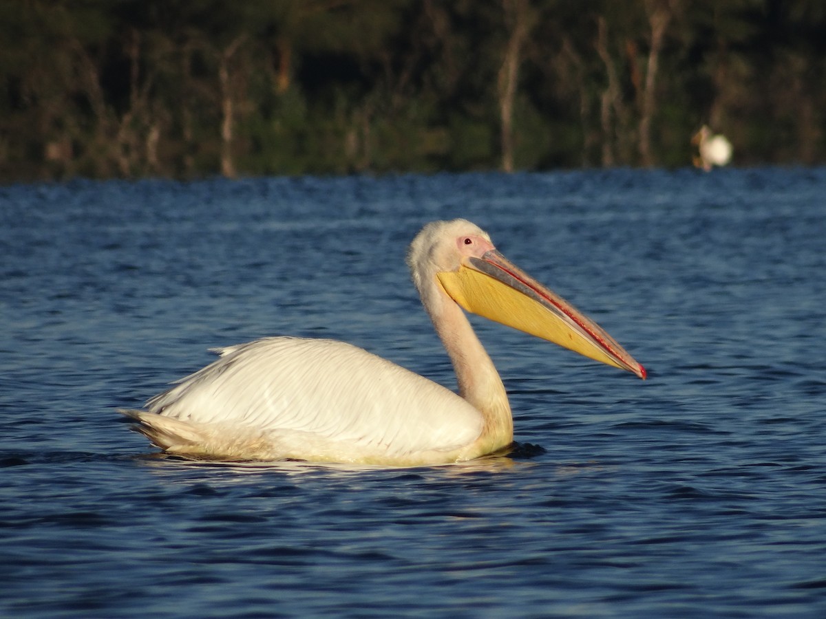 Pélican blanc - ML617470316