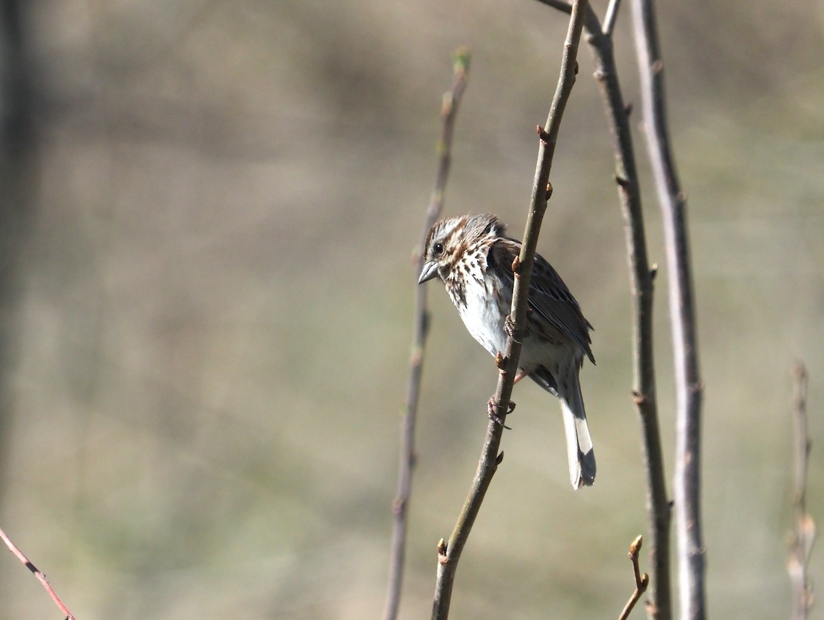 Song Sparrow - ML617470319