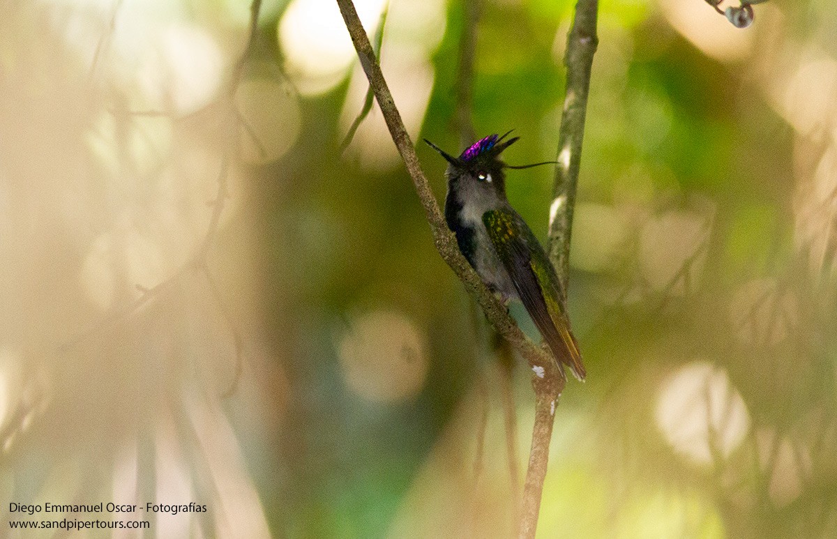 kolibřík paraguayský - ML617470354