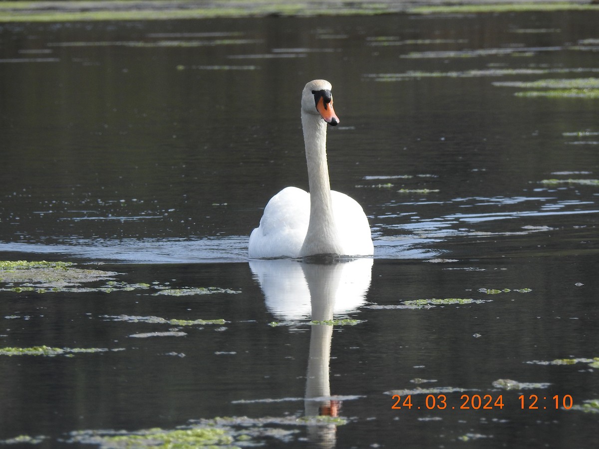 Mute Swan - ML617470367