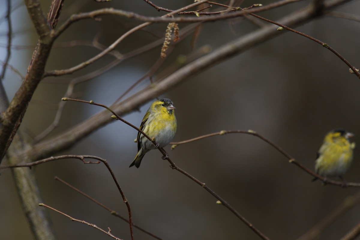 Eurasian Siskin - Carter Smith