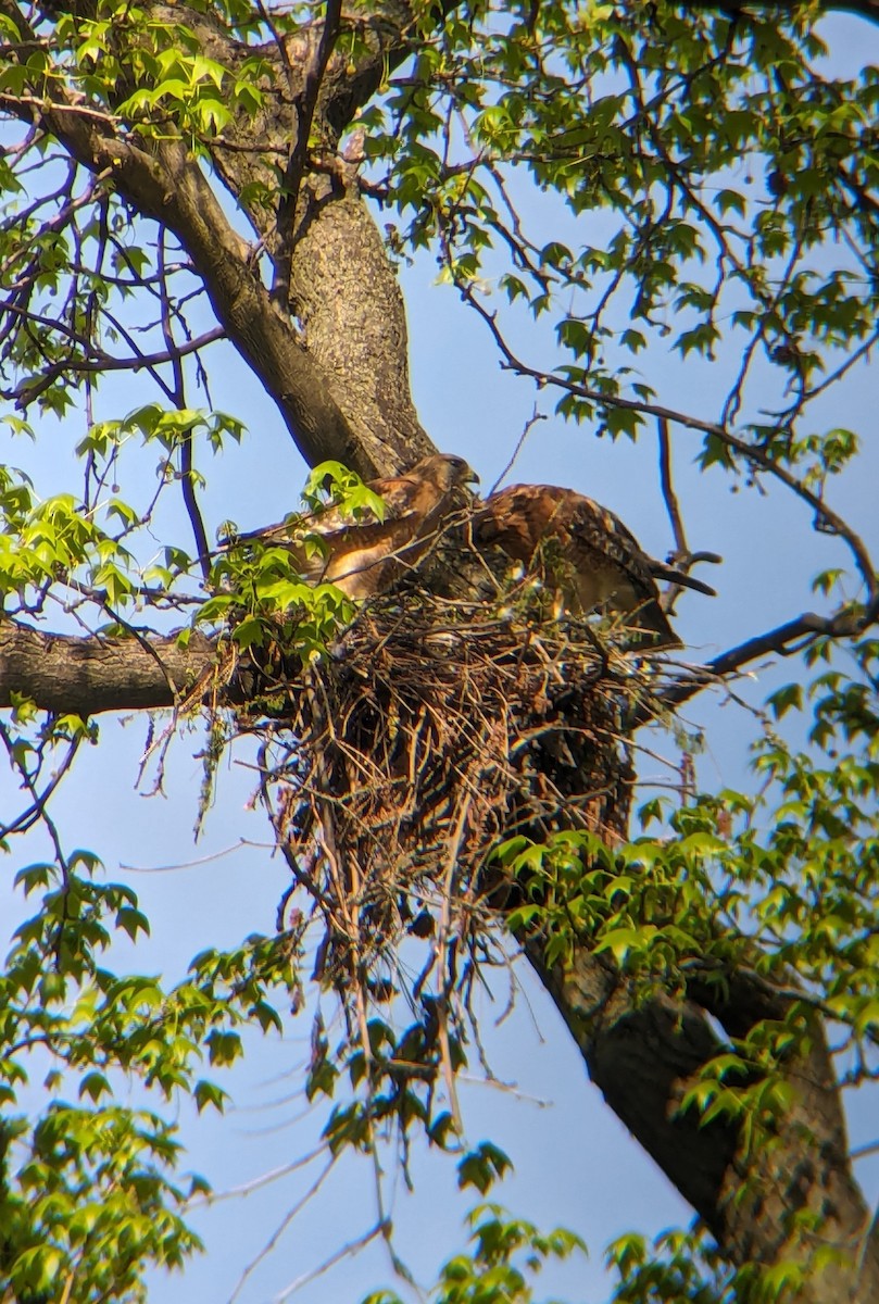 Red-shouldered Hawk - ML617470381