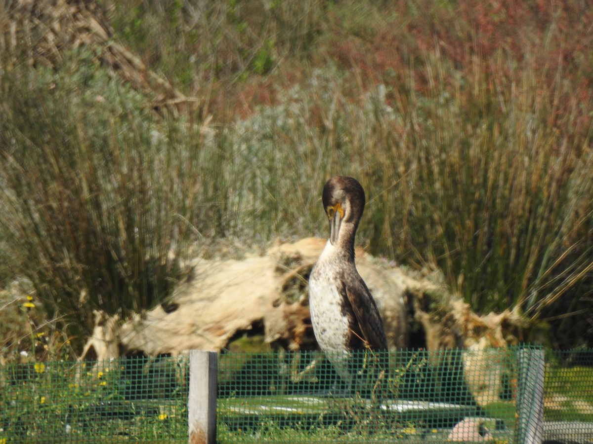 Great Cormorant - ML617470391