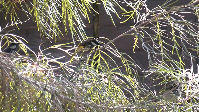 White-cheeked Honeyeater - ML617470412