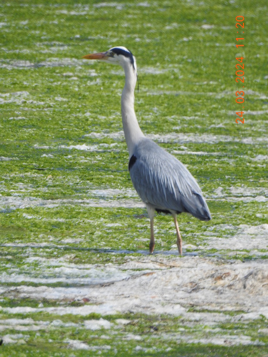 Gray Heron - ML617470439