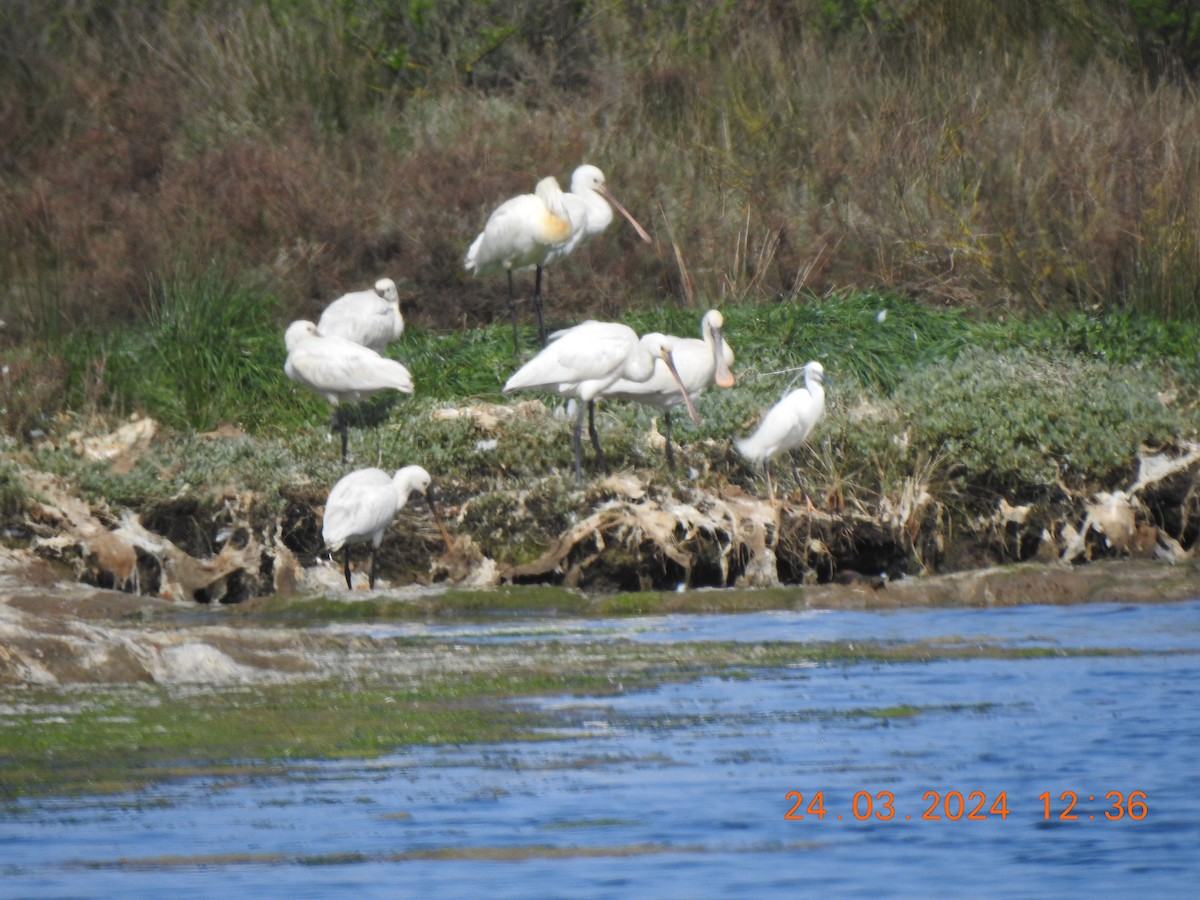 Eurasian Spoonbill - ML617470445