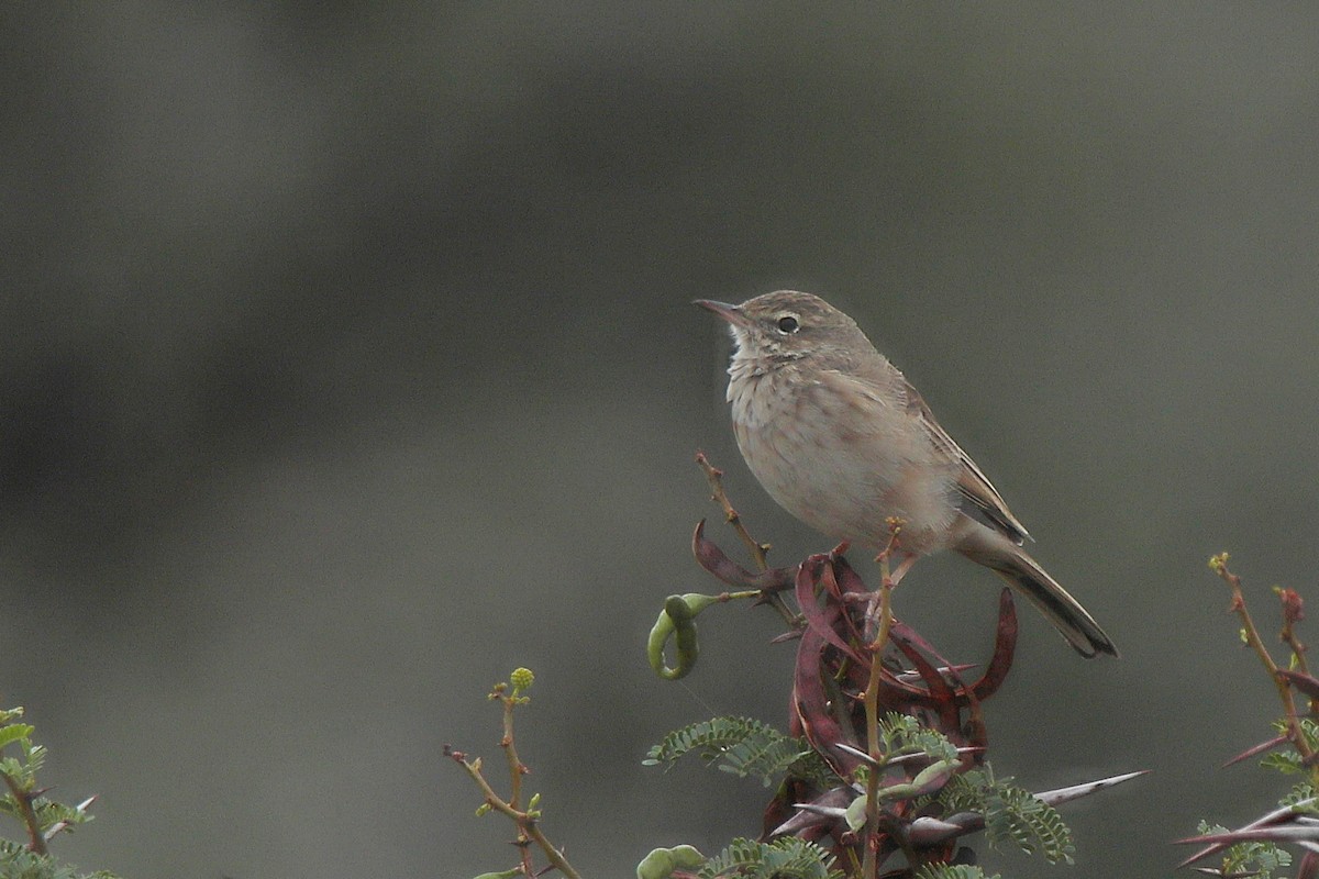 Yellow-tufted Pipit - ML617470470