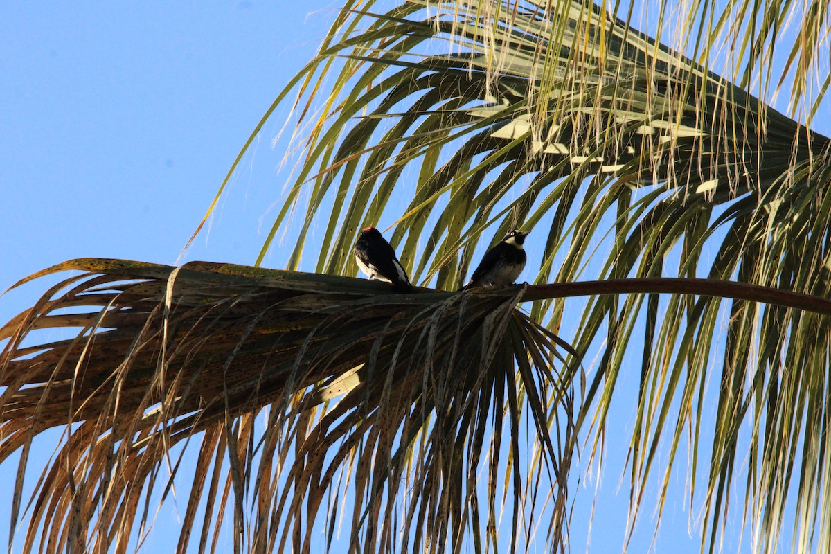 Acorn Woodpecker - ML617470473