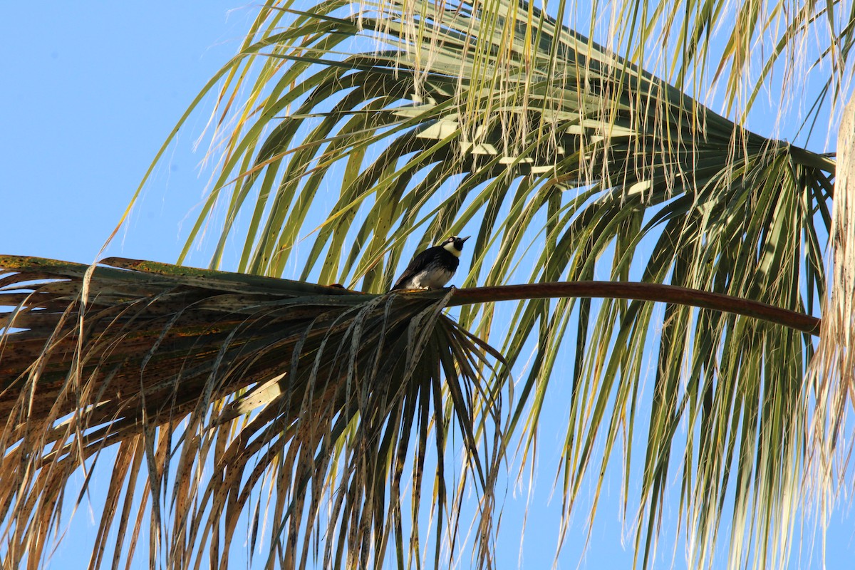 Acorn Woodpecker - ML617470474