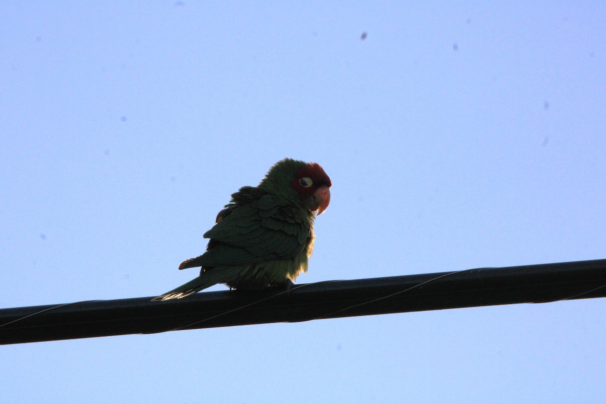 Red-masked Parakeet - ML617470503