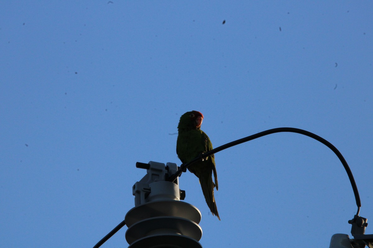 Red-masked Parakeet - ML617470506