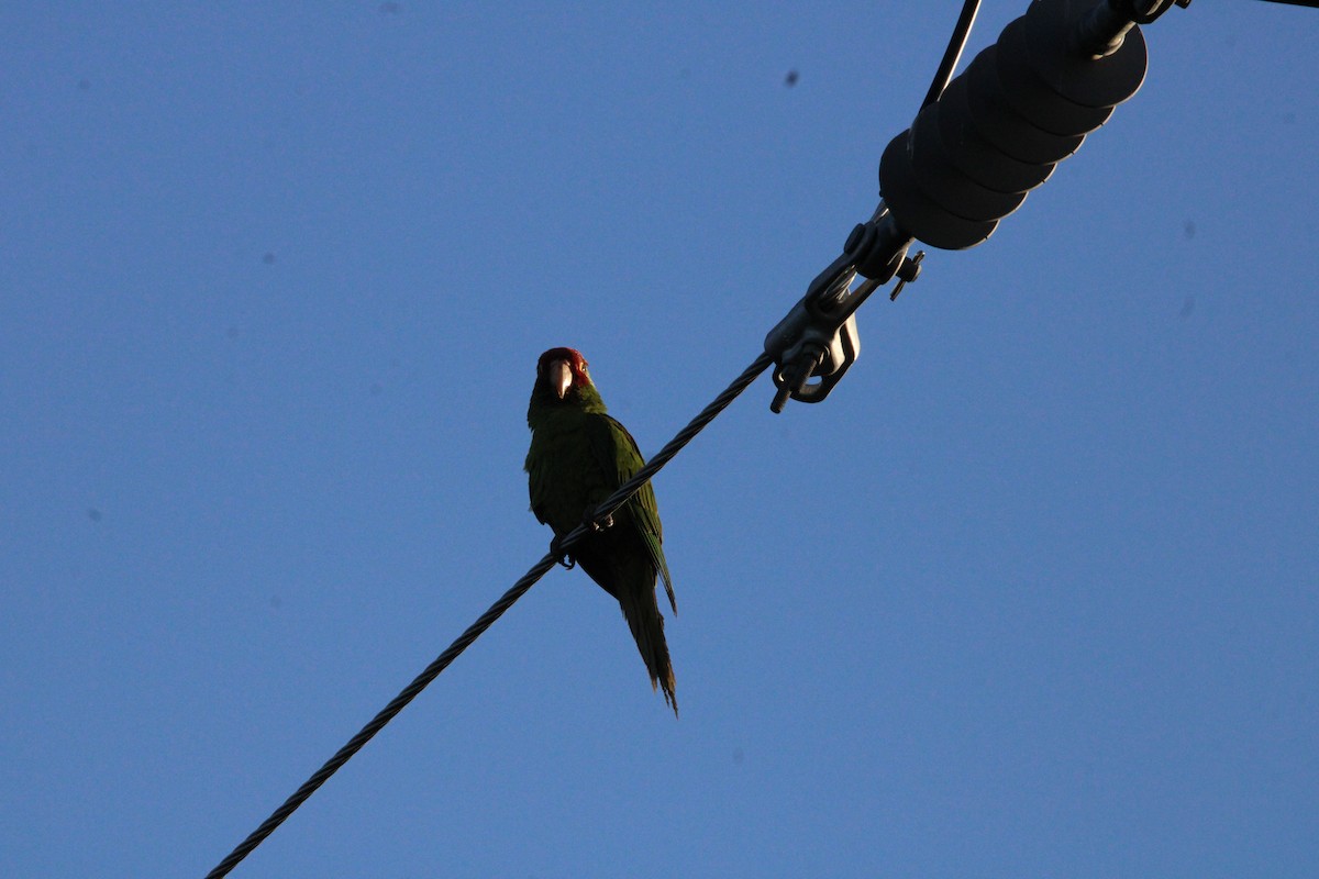 Red-masked Parakeet - ML617470507