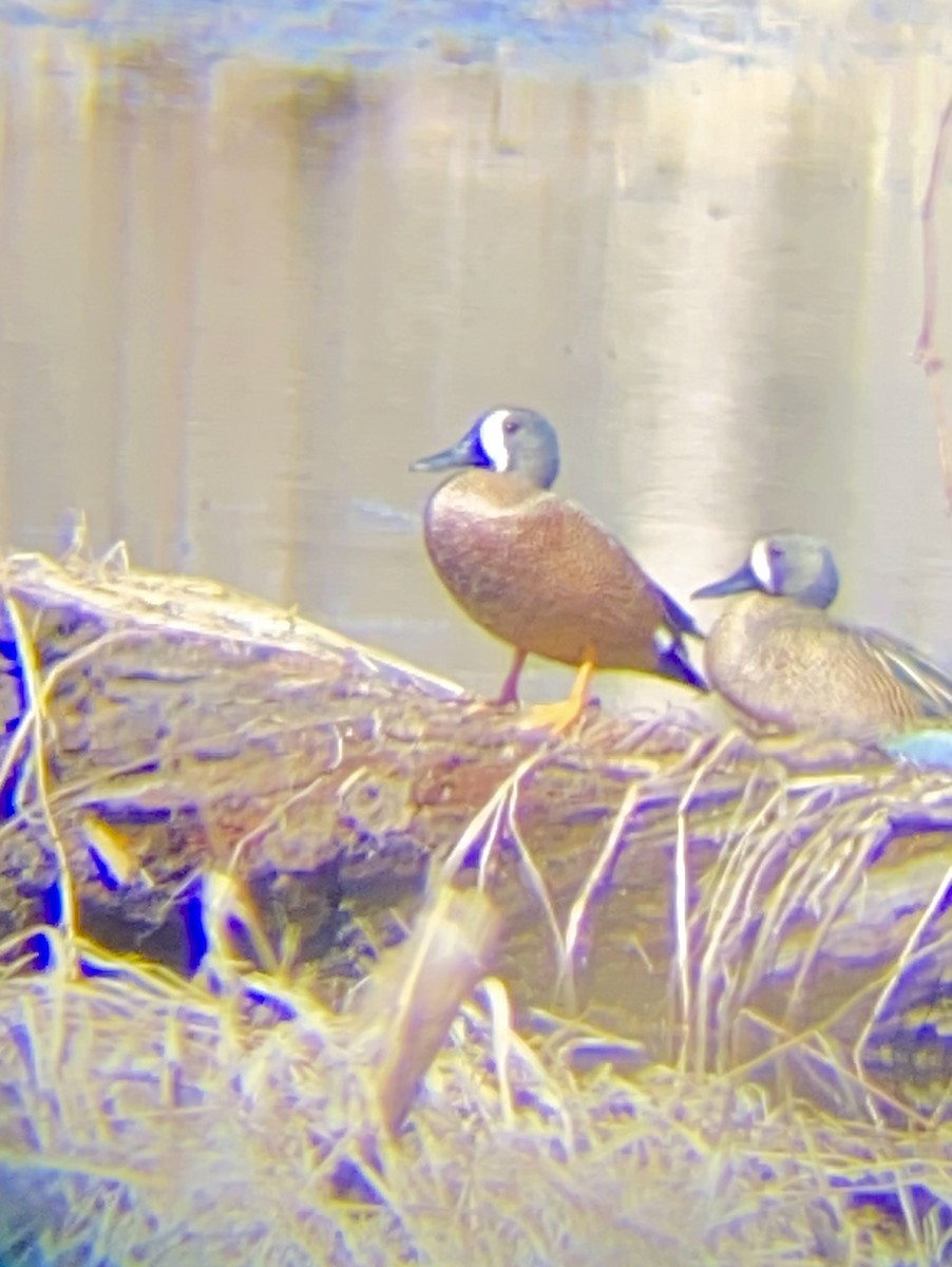 Blue-winged Teal - Jim Kettelkamp