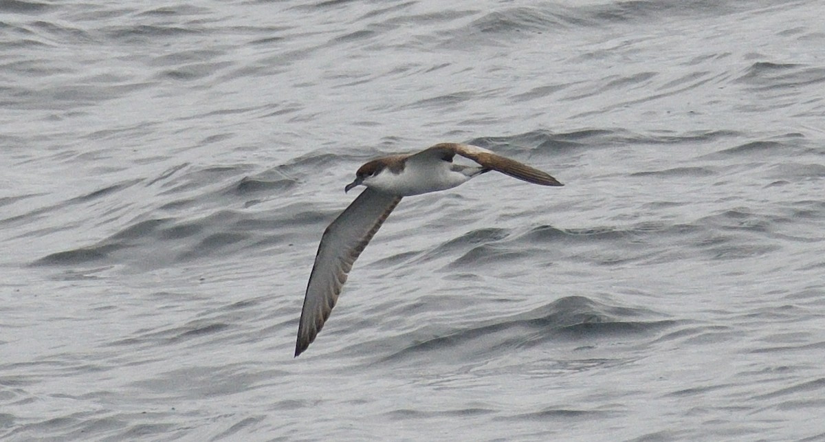 Buller's Shearwater - ML617470552