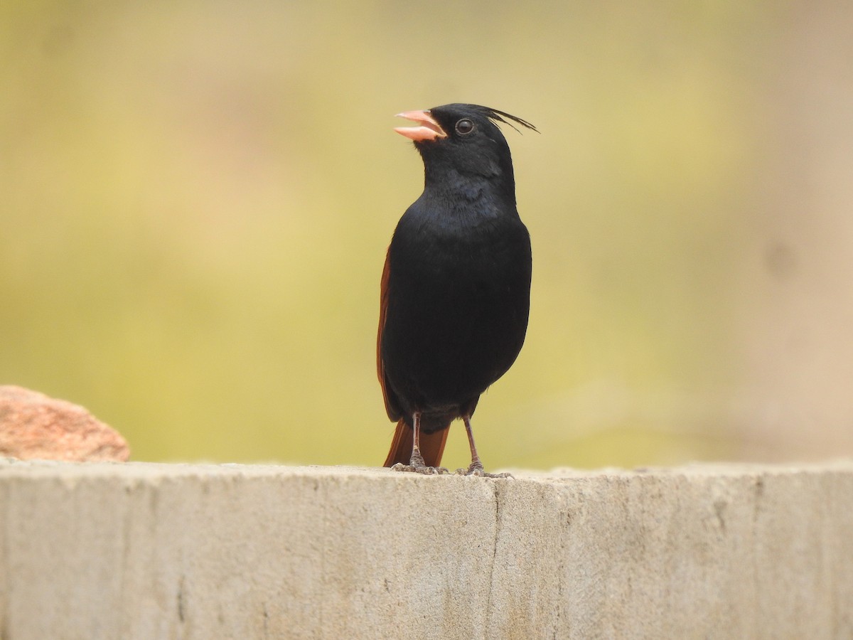 Crested Bunting - ML617470563