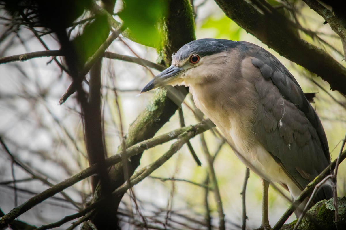 Black-crowned Night Heron - ML617470583