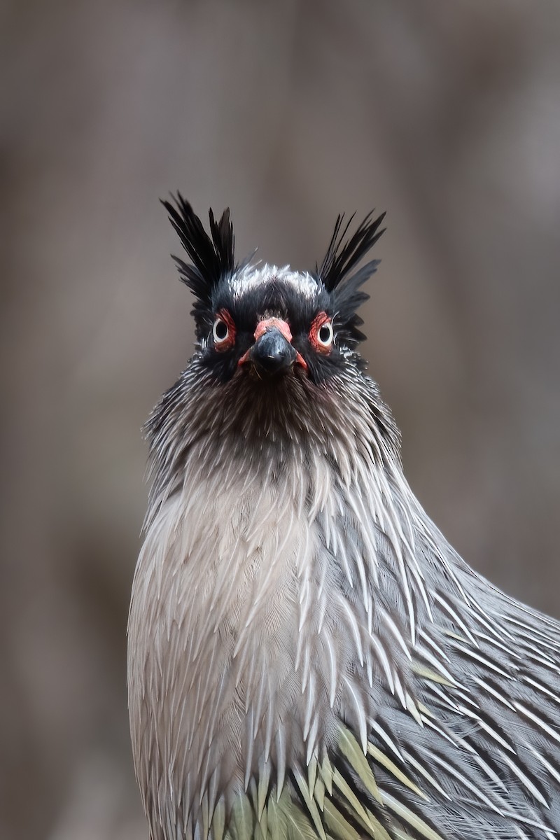 Blood Pheasant - 冰 鸟