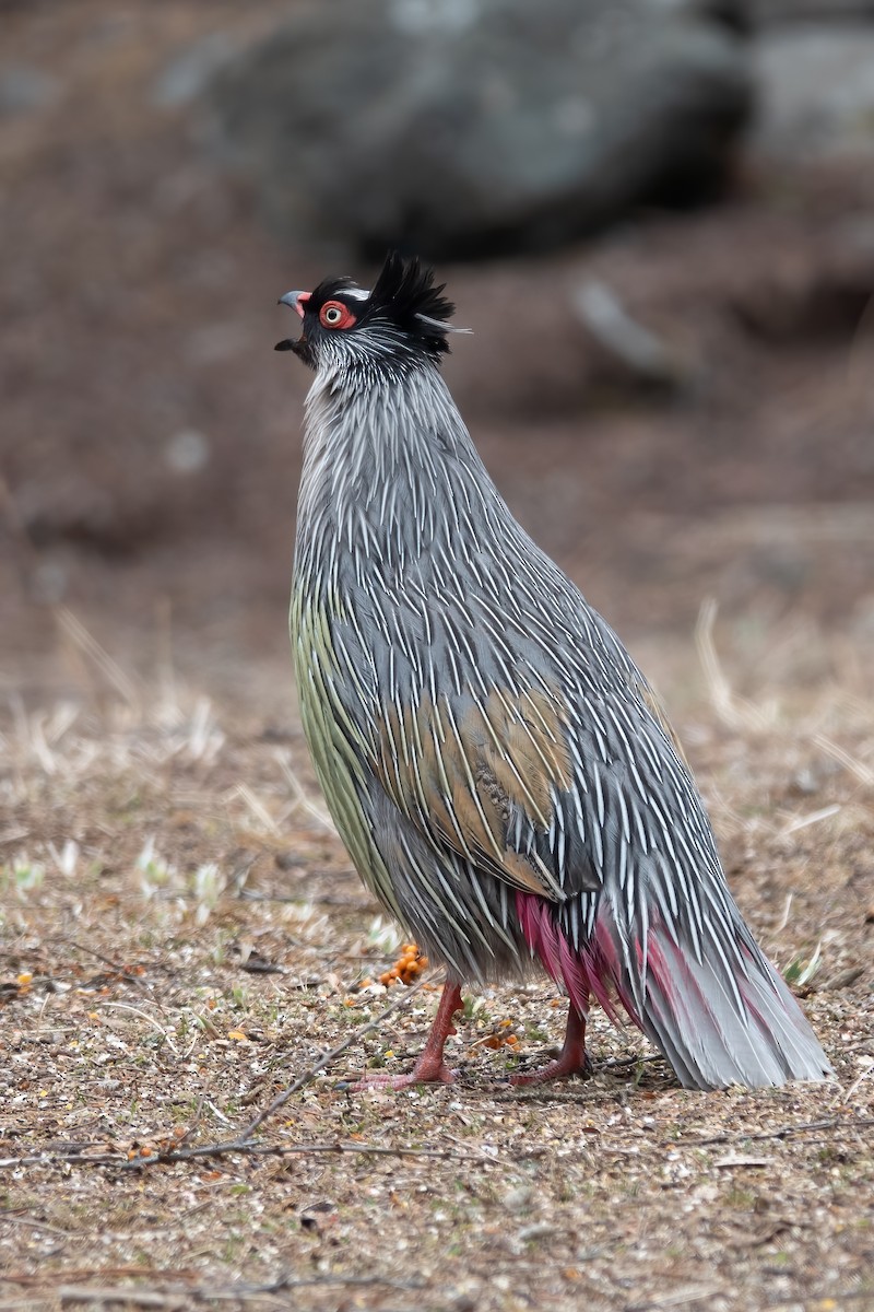 Blood Pheasant - ML617470585