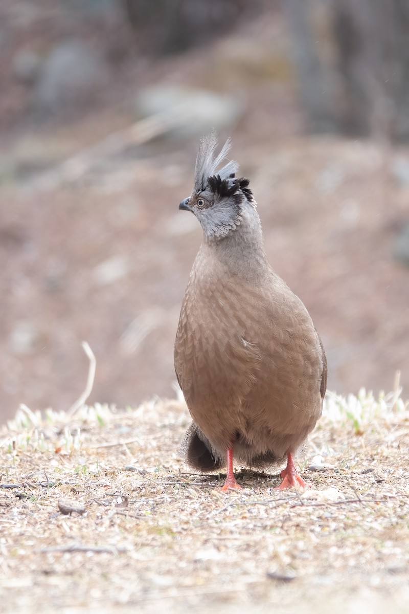 Blood Pheasant - ML617470586