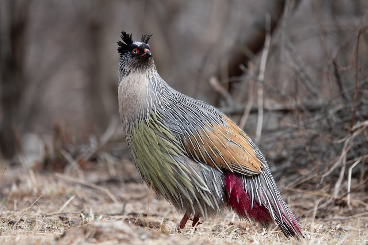 Blood Pheasant - ML617470587