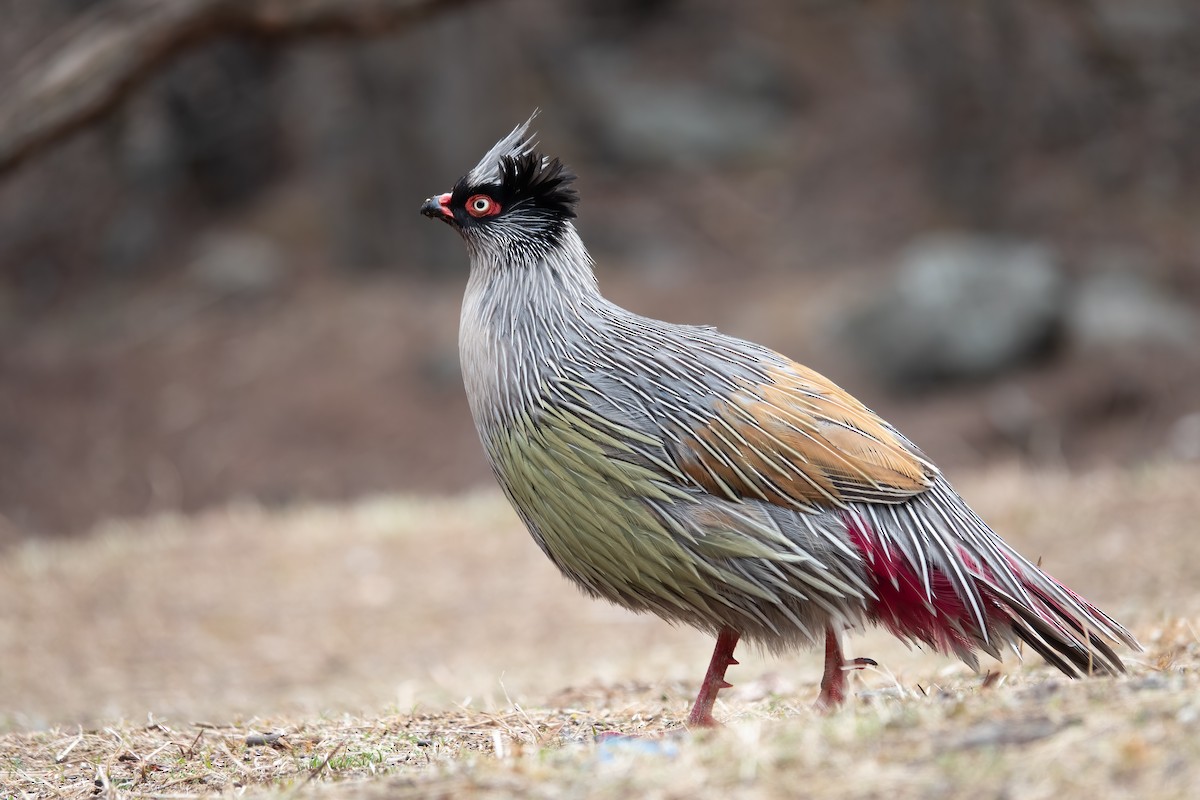 Blood Pheasant - ML617470588