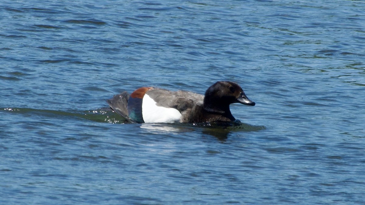 Paradise Shelduck - ML617470607