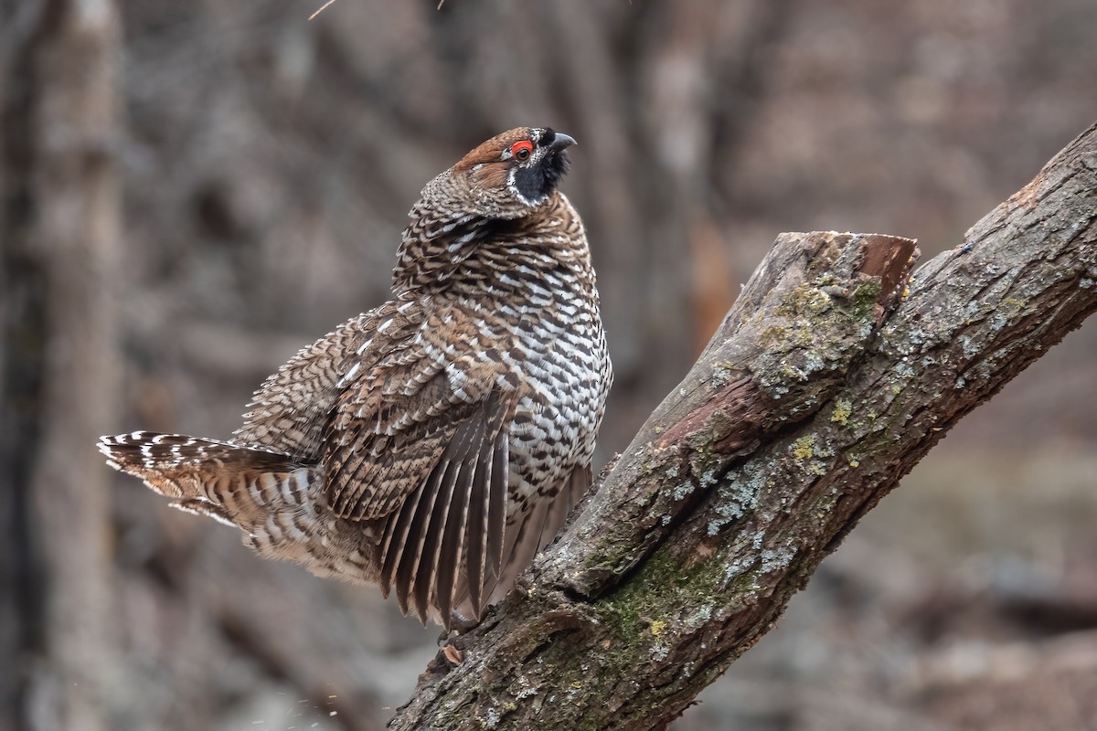 Severtzov's Grouse - ML617470614