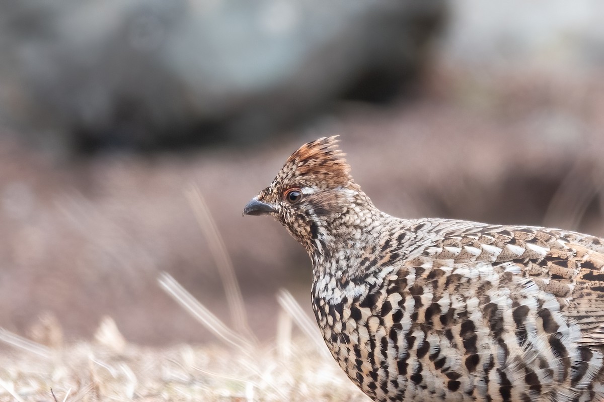 Chinese Grouse - ML617470620