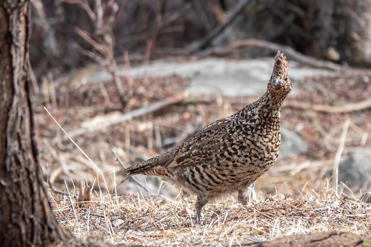 Chinese Grouse - ML617470623