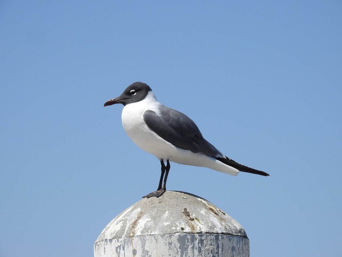 Gaviota Guanaguanare - ML617470636