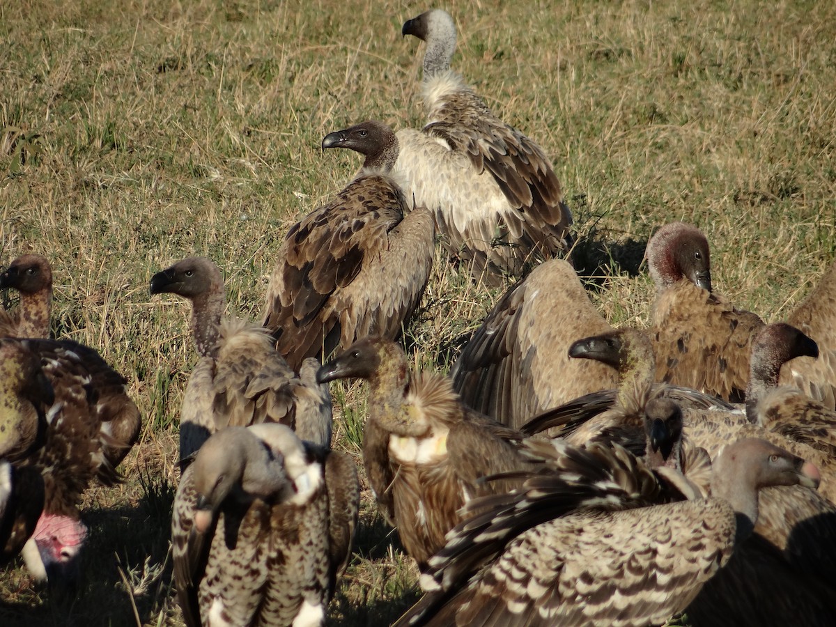 White-headed Vulture - Miguel Angel Benedicto