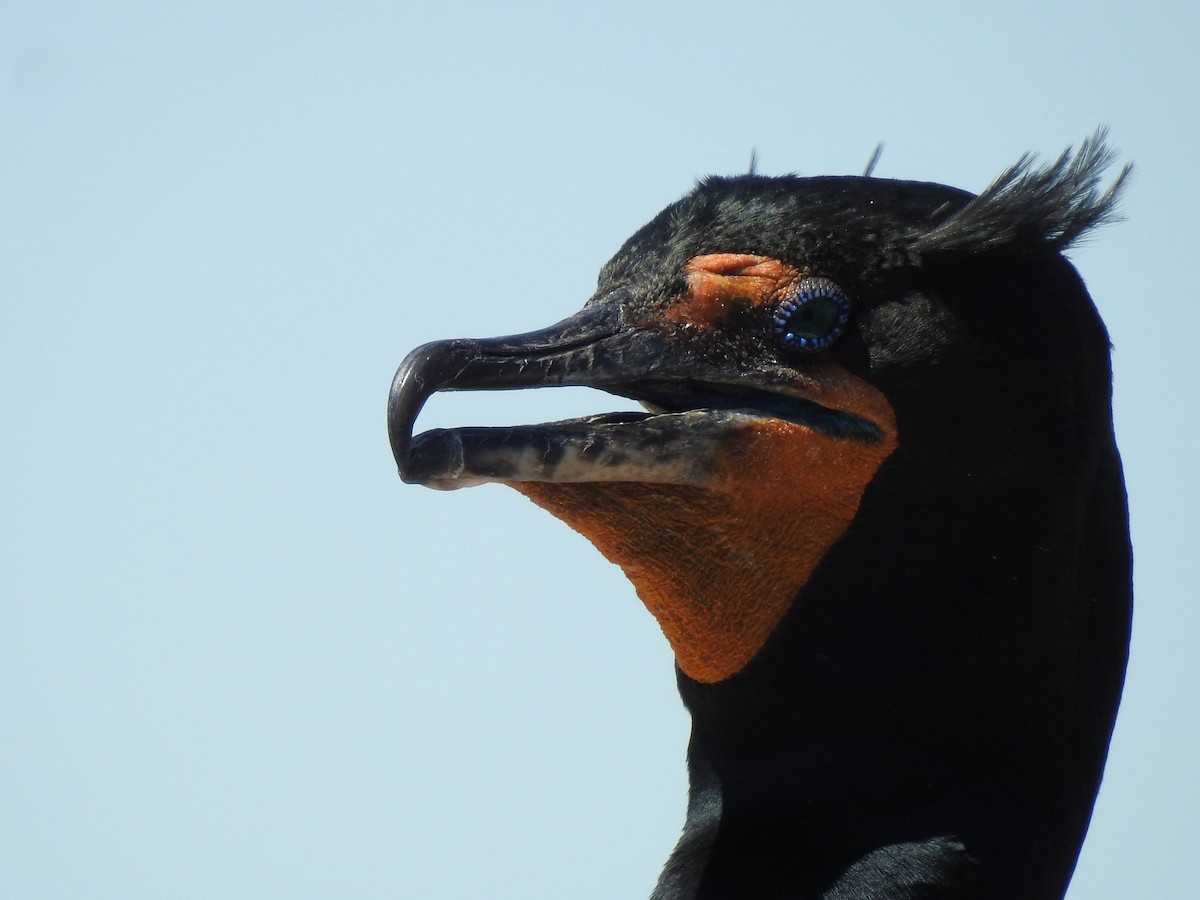 Double-crested Cormorant - Erich Boenzli