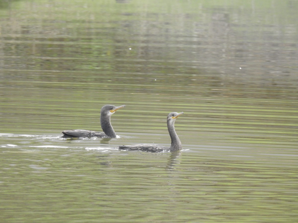 Indian Cormorant - ML617470716