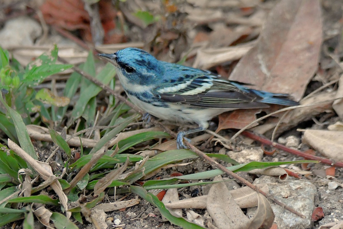 Cerulean Warbler - ML617470717