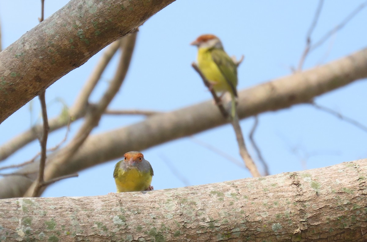 Rufous-browed Peppershrike - Oliver  Komar