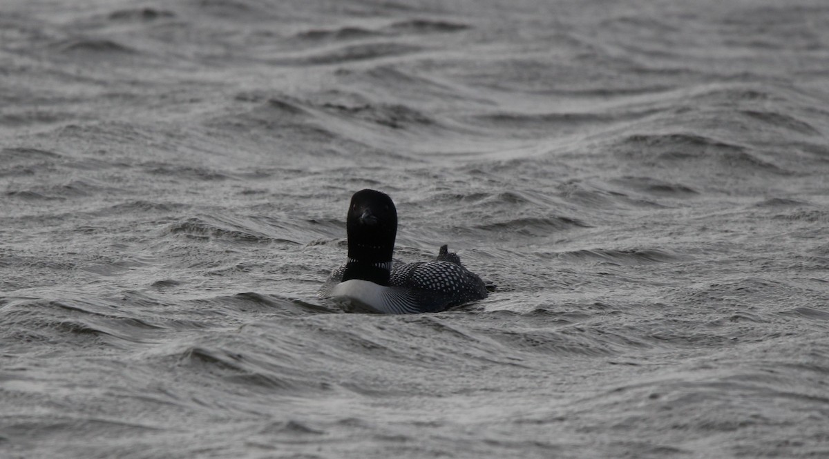 Common Loon - ML617470750