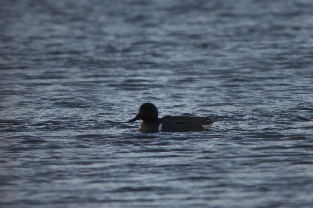 Green-winged Teal - ML617470774