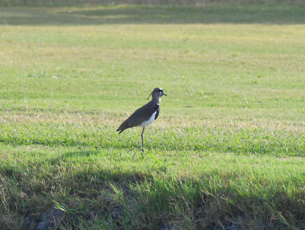 Southern Lapwing - ML617470801