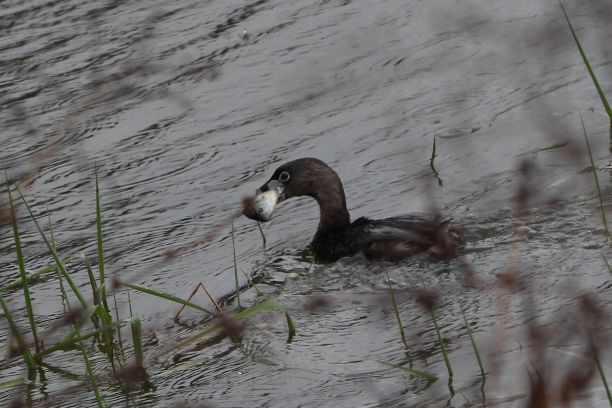Pied-billed Grebe - Tracy Engle