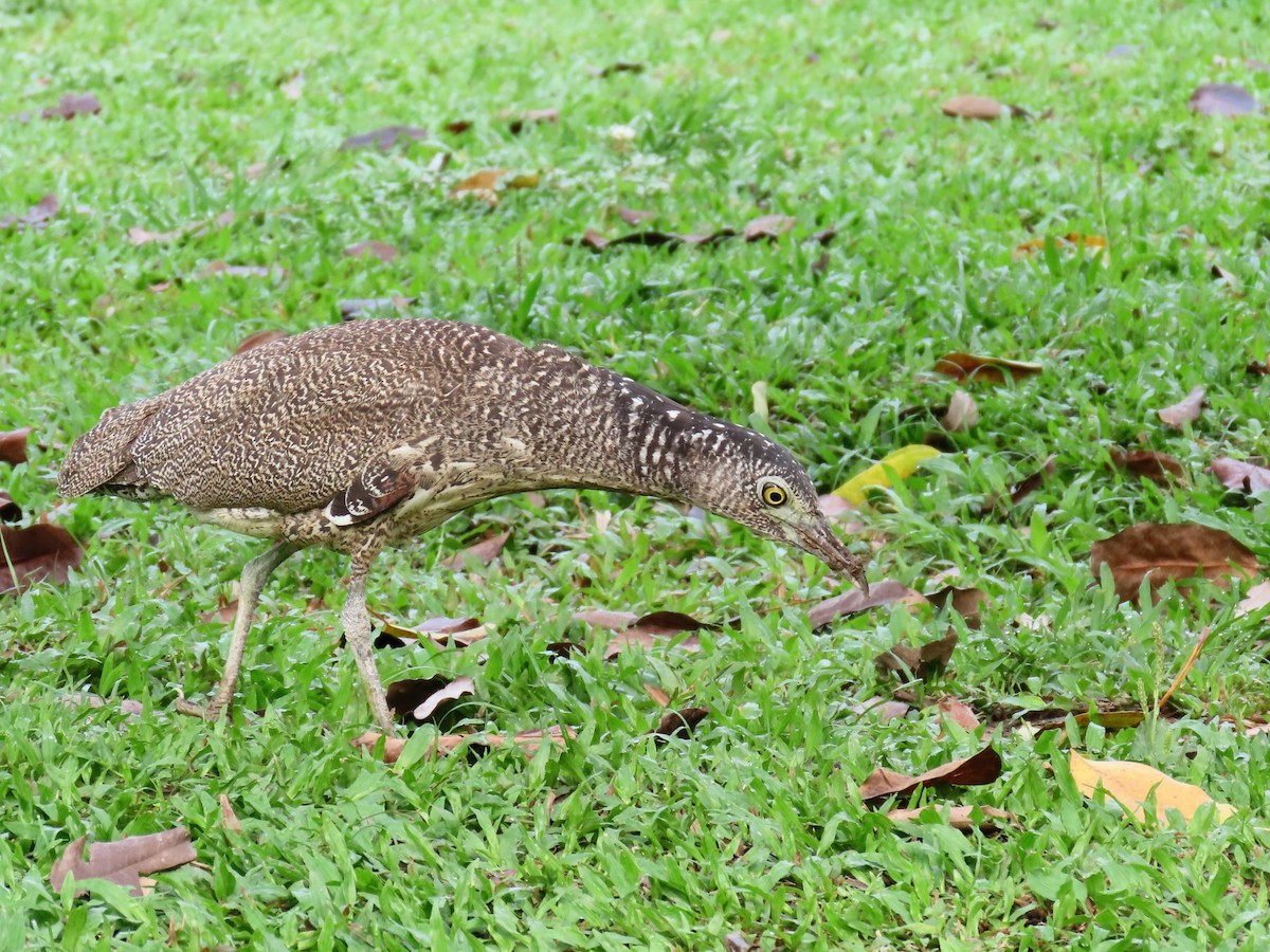 Malayan Night Heron - Bosco Chan